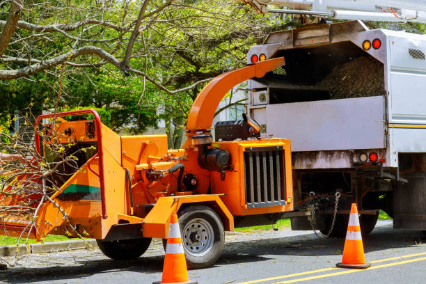 Reliable Rio Grande, NJ Tree Removal and Landscaping Services Solutions